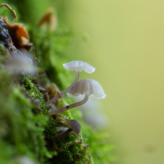 Mycena meliigena