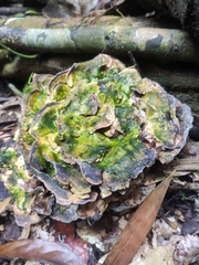 Cerrena unicolor