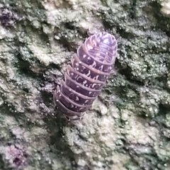 Armadillidium pictum