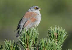 Junco phaeonotus