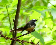 Rhipidura albogularis