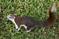 Callosciurus finlaysonii