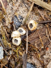 Amphibalanus improvisus