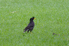 Acridotheres grandis