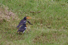Gracupica floweri