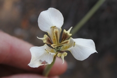 Moraea cantharophila