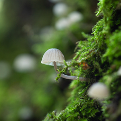 Mycena meliigena