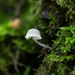 Mycena meliigena