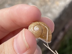 Cantareus apertus