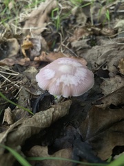 Mycena rosea