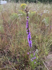 Liatris pilosa
