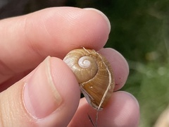 Cantareus apertus