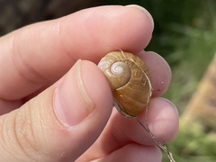 Cantareus apertus
