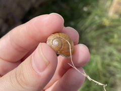 Cantareus apertus