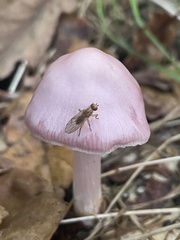 Mycena rosea