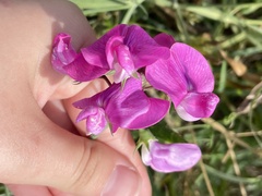 Lathyrus