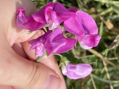 Lathyrus
