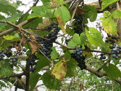 Vitis riparia