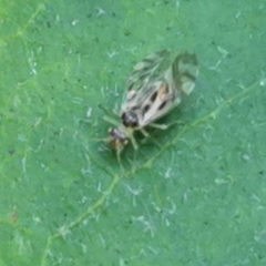 Graphopsocus cruciatus