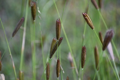 Chloris virgata