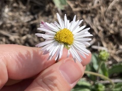Bellis sylvestris
