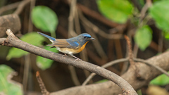 Cyornis glaucicomans