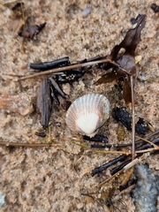 Cerastoderma edule