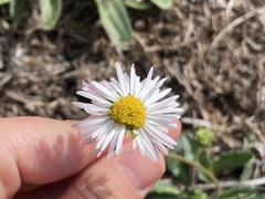 Bellis sylvestris