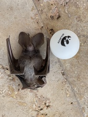 Macrotus californicus