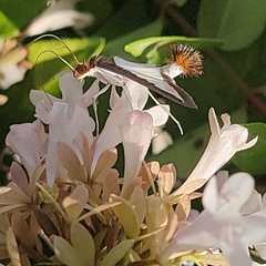 Diaphania hyalinata