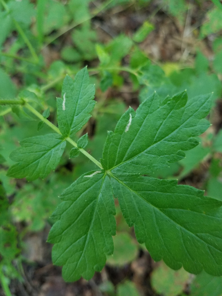 Coptotriche agrimoniella