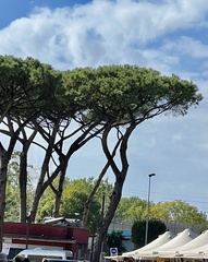 Pinus pinea