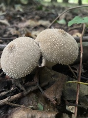 Lycoperdon perlatum