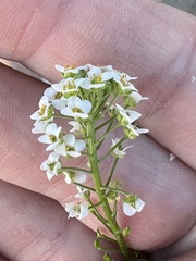 Lobularia maritima