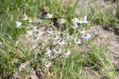 Eryngium heterophyllum