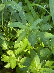 Lobularia maritima