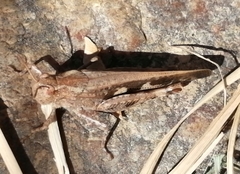Aiolopus strepens