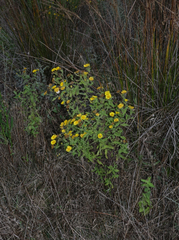 Pulicaria dysenterica
