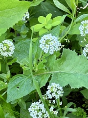 Lobularia maritima