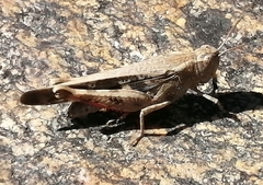 Aiolopus strepens
