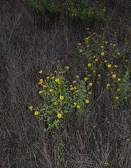 Pulicaria dysenterica