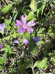 Malva sylvestris