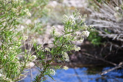 Baccharis salicina