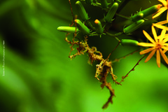 Trychopeplus laciniatus