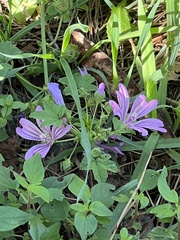 Malva sylvestris
