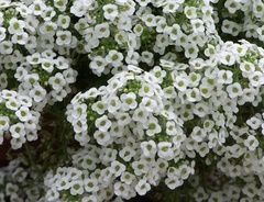 Brassicaceae