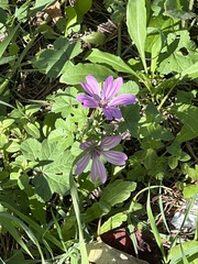 Malva sylvestris