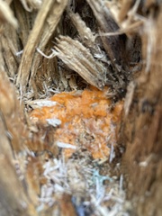 Trentepohlia aurea