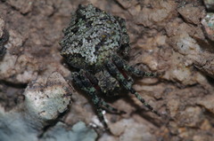 Parawixia audax
