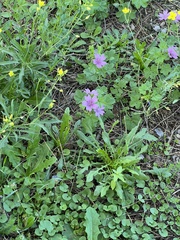 Malva sylvestris